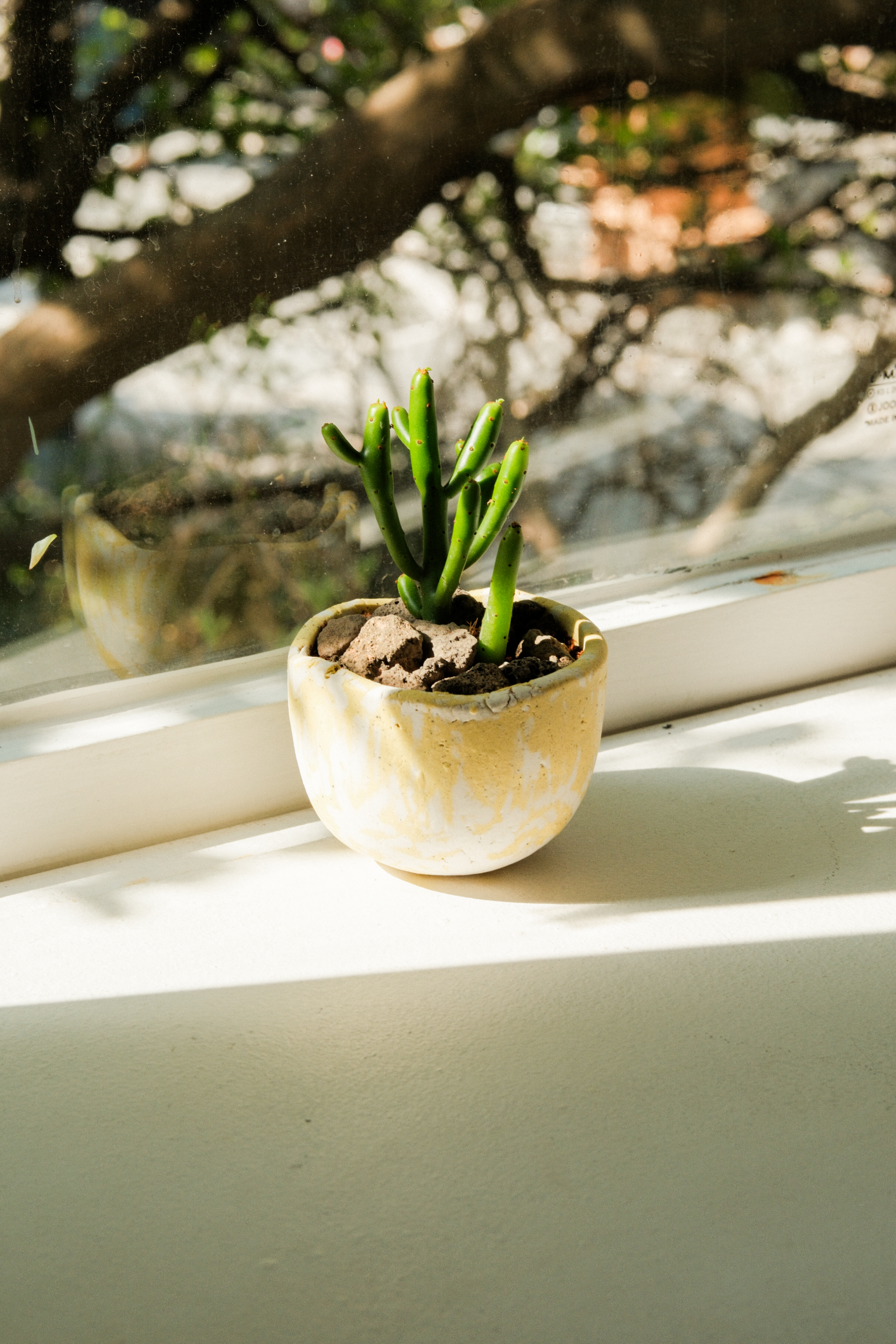 Plant Bowl 12_CHAMOMILE