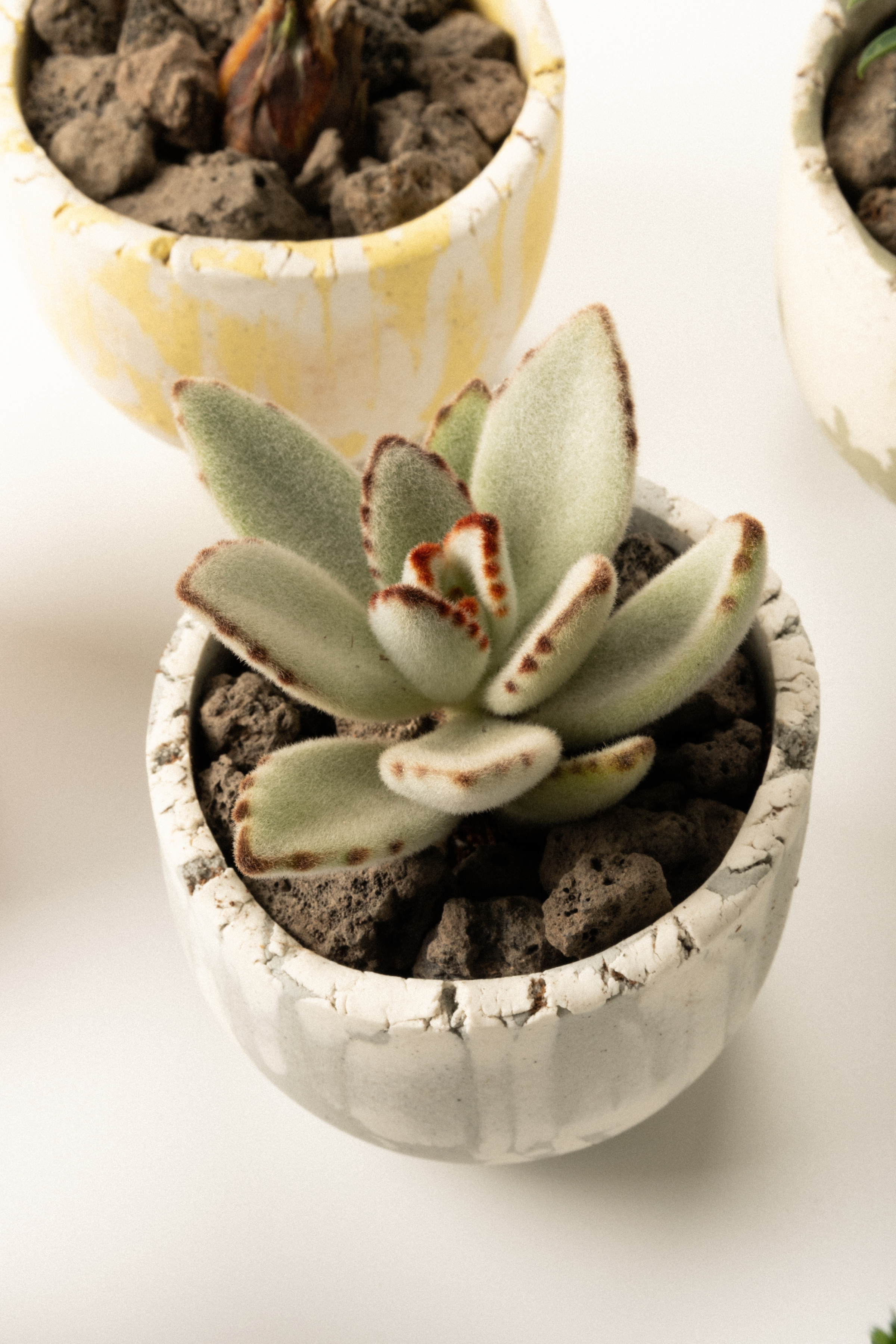 Plant Bowl 8_SNOW