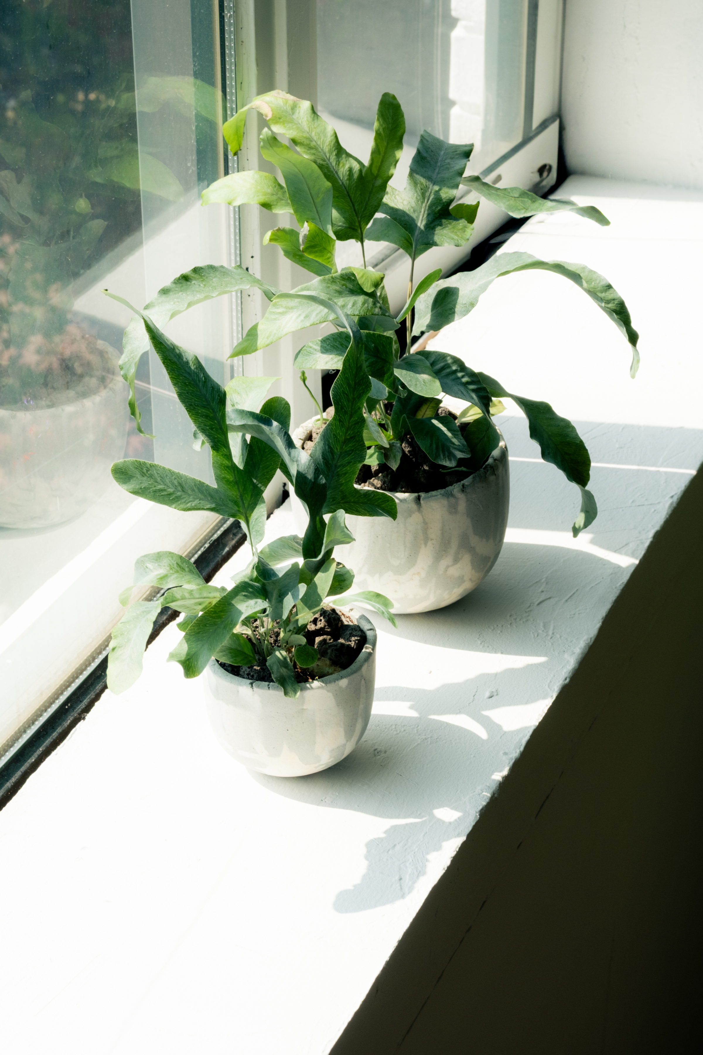 Plant Bowl 8_SNOW